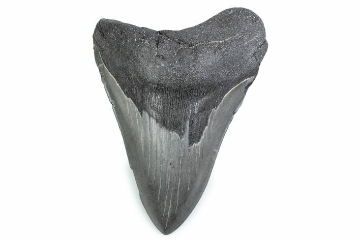 Fossil Megalodon Tooth - Georgia #338686